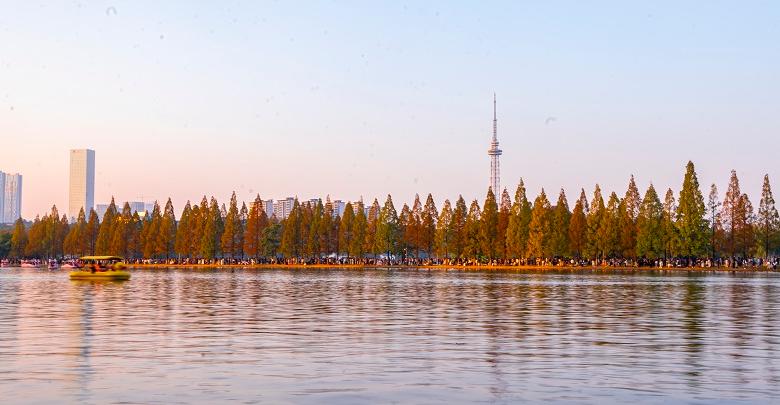 水杉漸紅醉游人