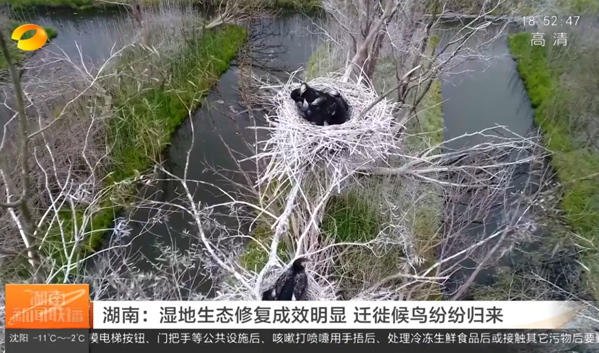 湖南：濕地生態(tài)修復(fù)成效明顯 遷徙候鳥紛紛歸來